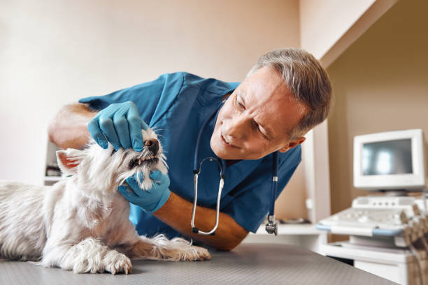 Best Emergency Treatment for Dental Infections or Abscesses in Phoenix, IL